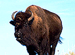 buffalo-steak