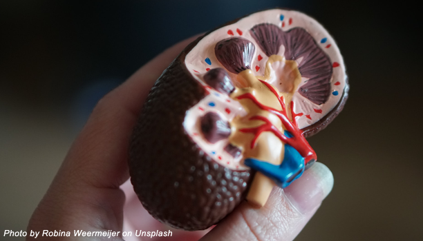 Holding a model of a human kidney